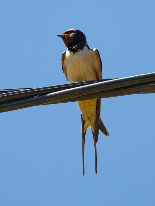 Can Birds Really Predict the Weather?