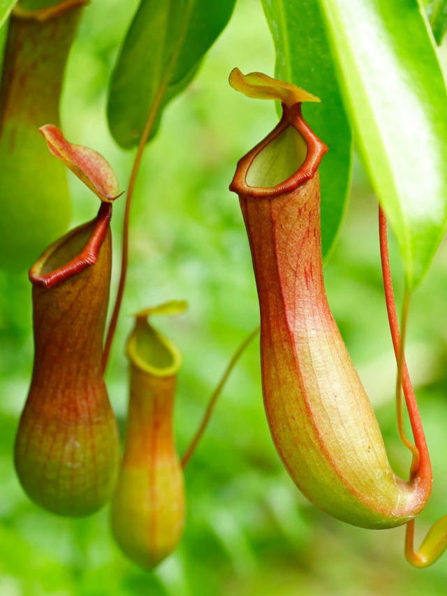 The Plants That Eat Insects