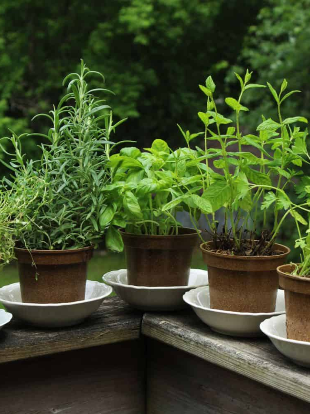 Plant Power! Easy Indoor Herb Garden