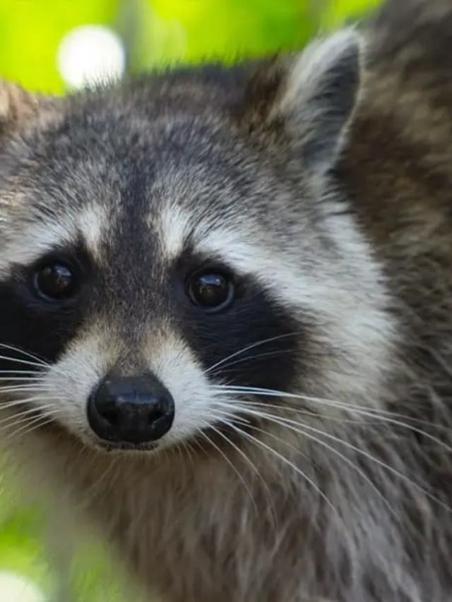 10 Animals That Carry Rabies