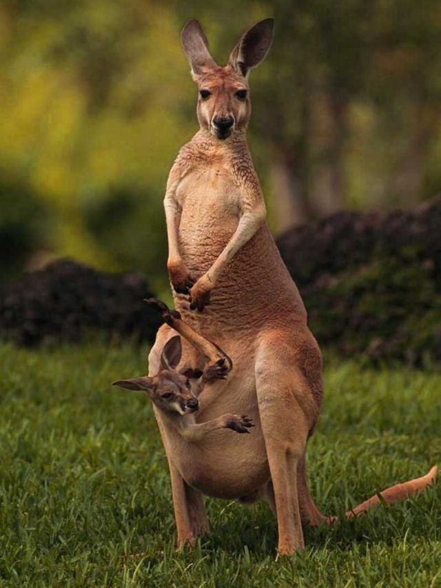 5 Kangaroo Myths Debunked