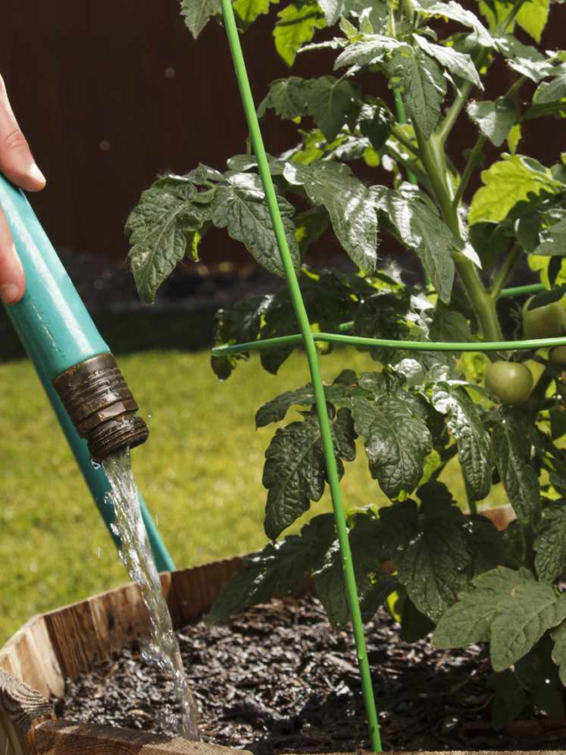 7 Tips How to Water Your Plants Properly